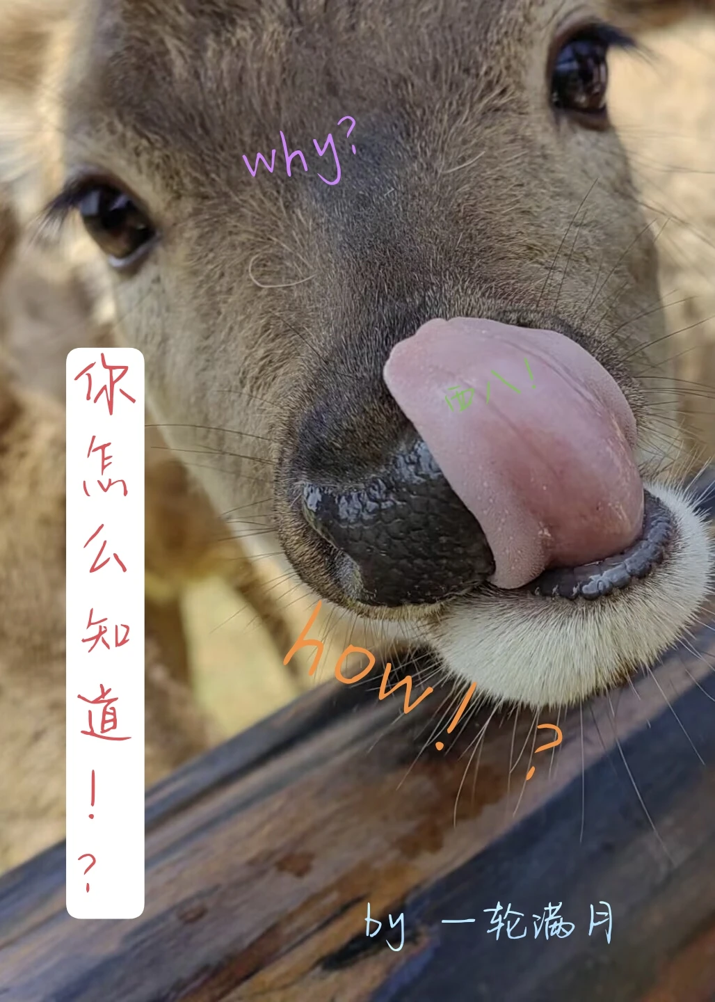 【资源】《你怎么知道！？》作者：一轮满月【完结】